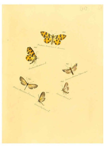Reproducción/Reproduction 6105794911: Zuträge zur Sammlung exotischer Schmettlinge [sic] atlas Augsburg :bey dem Verfasser zu finden,1818-1837