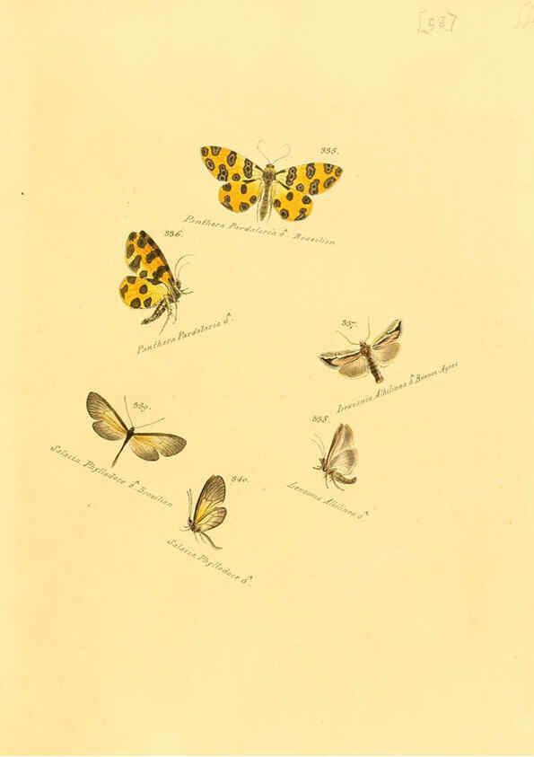Reproducción/Reproduction 6105794911: Zuträge zur Sammlung exotischer Schmettlinge [sic] atlas Augsburg :bey dem Verfasser zu finden,1818-1837