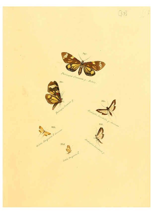 Reproducción/Reproduction 6106436768: Zuträge zur Sammlung exotischer Schmettlinge [sic] atlas Augsburg :bey dem Verfasser zu finden,1818-1837