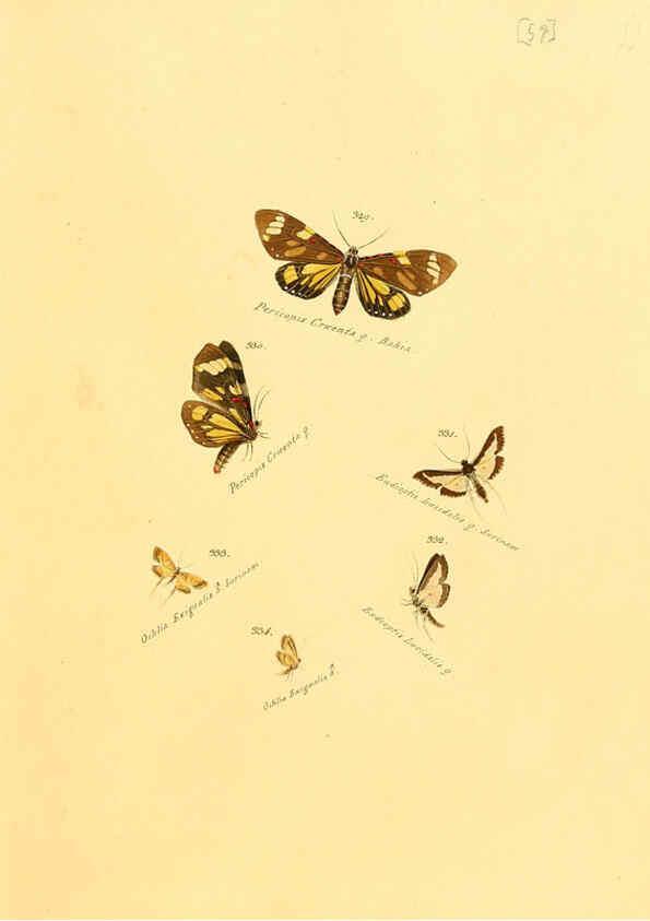 Reproducción/Reproduction 6106436768: Zuträge zur Sammlung exotischer Schmettlinge [sic] atlas Augsburg :bey dem Verfasser zu finden,1818-1837