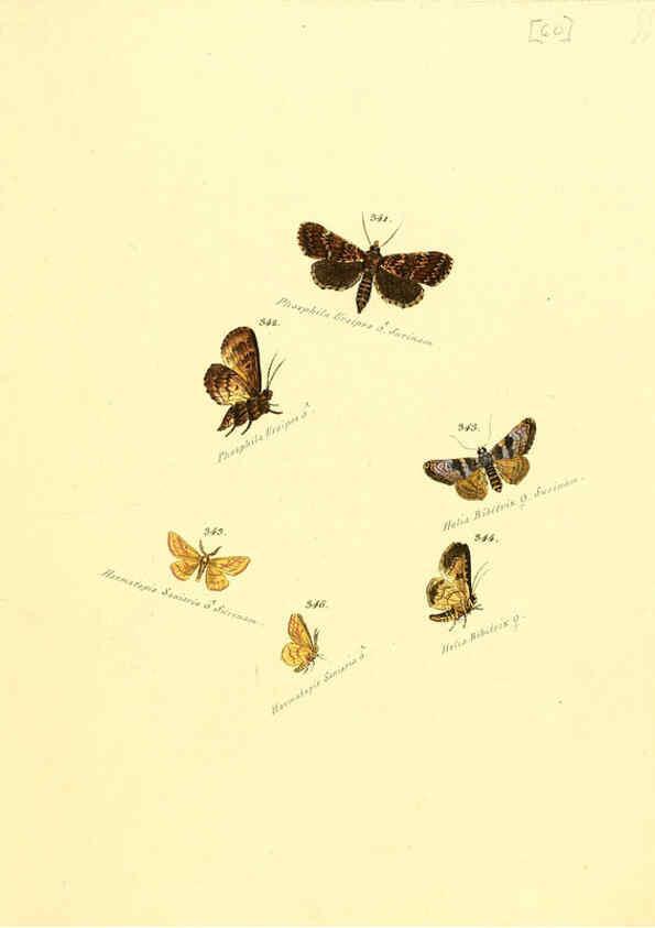 Reproducción/Reproduction 6106437052: Zuträge zur Sammlung exotischer Schmettlinge [sic] atlas Augsburg :bey dem Verfasser zu finden,1818-1837