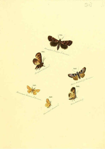 Reproducción/Reproduction 6106437052: Zuträge zur Sammlung exotischer Schmettlinge [sic] atlas Augsburg :bey dem Verfasser zu finden,1818-1837