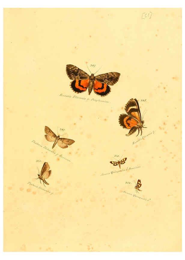 Reproducción/Reproduction 6106437346: Zuträge zur Sammlung exotischer Schmettlinge [sic] atlas Augsburg :bey dem Verfasser zu finden,1818-1837