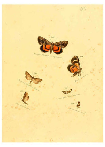 Reproducción/Reproduction 6106437346: Zuträge zur Sammlung exotischer Schmettlinge [sic] atlas Augsburg :bey dem Verfasser zu finden,1818-1837