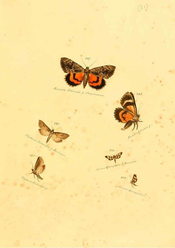 Reproducción/Reproduction 6106437346: Zuträge zur Sammlung exotischer Schmettlinge [sic] atlas Augsburg :bey dem Verfasser zu finden,1818-1837