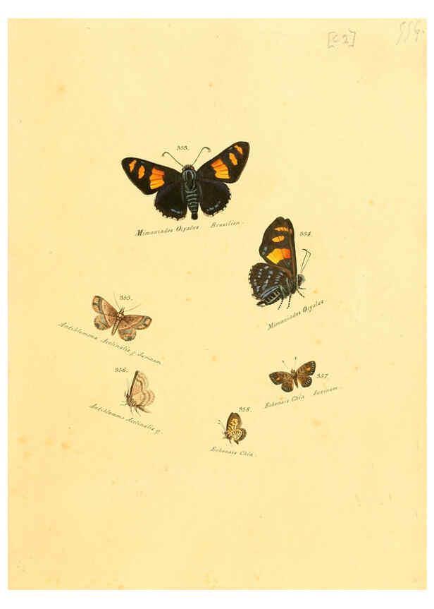 Reproducción/Reproduction 6106437572: Zuträge zur Sammlung exotischer Schmettlinge [sic] atlas Augsburg :bey dem Verfasser zu finden,1818-1837