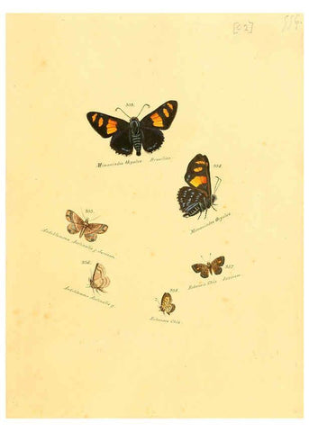 Reproducción/Reproduction 6106437572: Zuträge zur Sammlung exotischer Schmettlinge [sic] atlas Augsburg :bey dem Verfasser zu finden,1818-1837