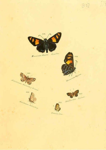 Reproducción/Reproduction 6106437572: Zuträge zur Sammlung exotischer Schmettlinge [sic] atlas Augsburg :bey dem Verfasser zu finden,1818-1837