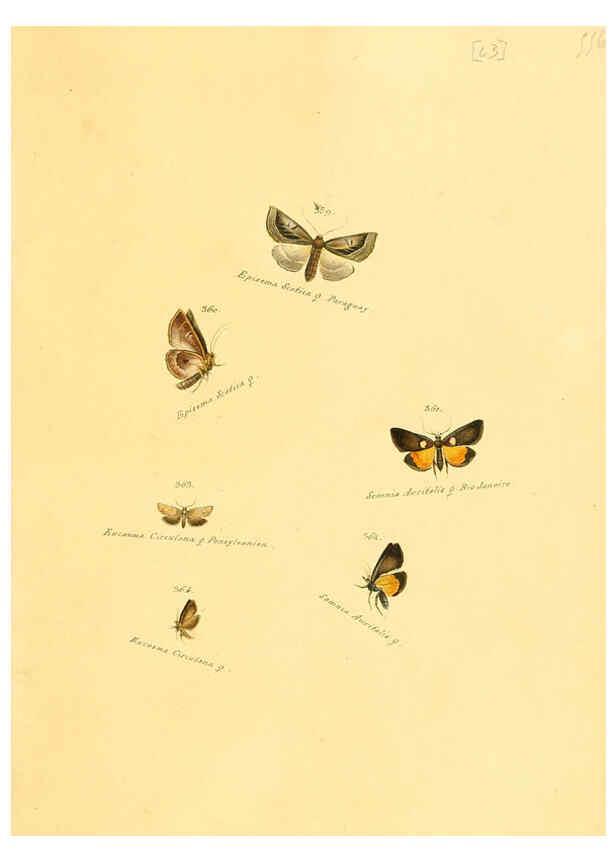 Reproducción/Reproduction 6105892625: Zuträge zur Sammlung exotischer Schmettlinge [sic] atlas Augsburg :bey dem Verfasser zu finden,1818-1837