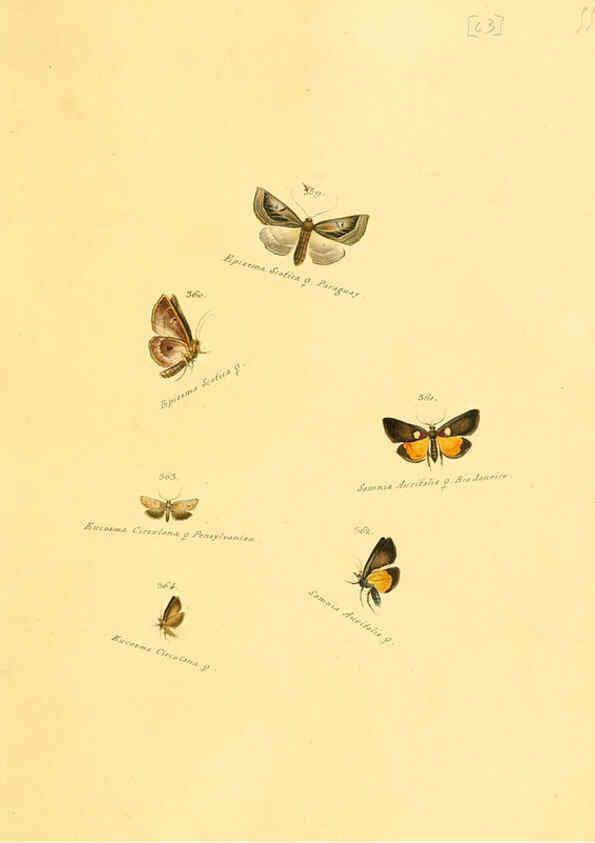 Reproducción/Reproduction 6105892625: Zuträge zur Sammlung exotischer Schmettlinge [sic] atlas Augsburg :bey dem Verfasser zu finden,1818-1837