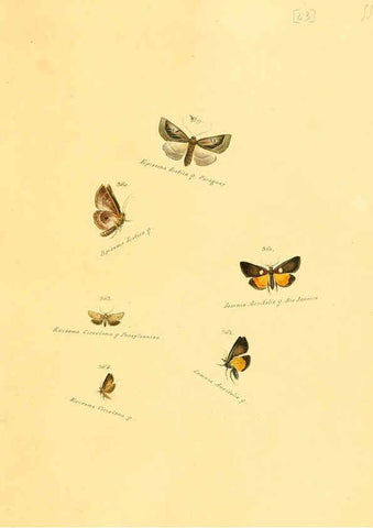 Reproducción/Reproduction 6105892625: Zuträge zur Sammlung exotischer Schmettlinge [sic] atlas Augsburg :bey dem Verfasser zu finden,1818-1837