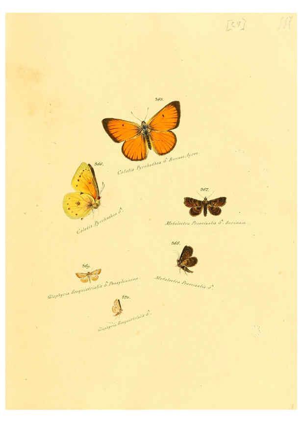 Reproducción/Reproduction 6106438172: Zuträge zur Sammlung exotischer Schmettlinge [sic] atlas Augsburg :bey dem Verfasser zu finden,1818-1837