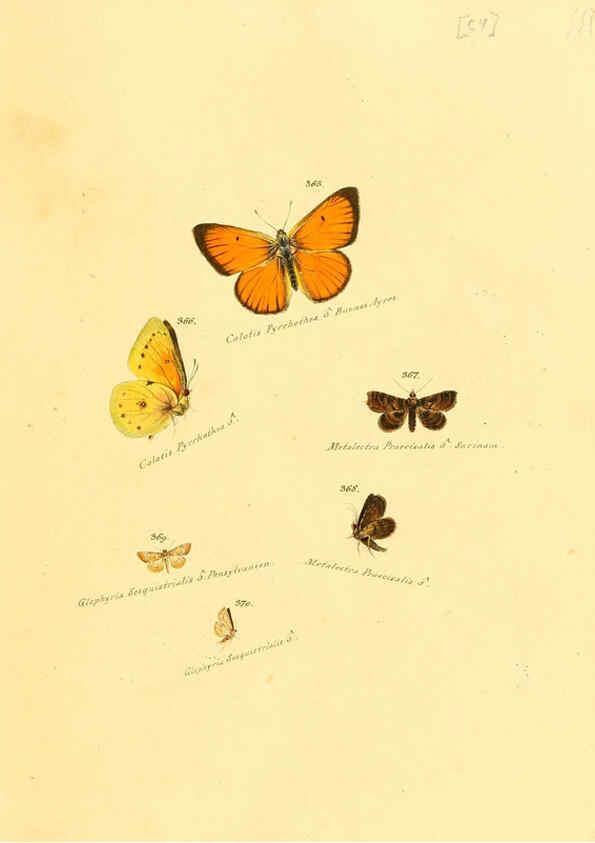 Reproducción/Reproduction 6106438172: Zuträge zur Sammlung exotischer Schmettlinge [sic] atlas Augsburg :bey dem Verfasser zu finden,1818-1837