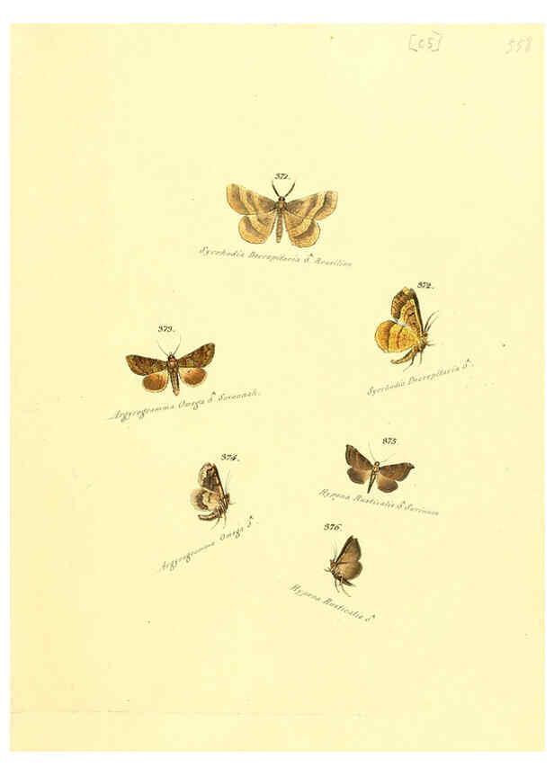 Reproducción/Reproduction 6105893239: Zuträge zur Sammlung exotischer Schmettlinge [sic] atlas Augsburg :bey dem Verfasser zu finden,1818-1837