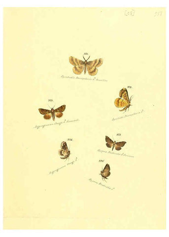 Reproducción/Reproduction 6105893239: Zuträge zur Sammlung exotischer Schmettlinge [sic] atlas Augsburg :bey dem Verfasser zu finden,1818-1837