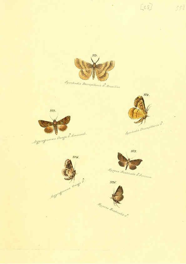 Reproducción/Reproduction 6105893239: Zuträge zur Sammlung exotischer Schmettlinge [sic] atlas Augsburg :bey dem Verfasser zu finden,1818-1837