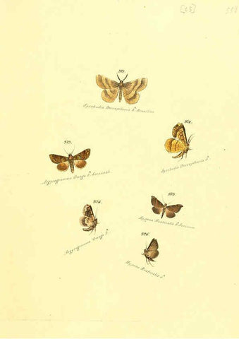 Reproducción/Reproduction 6105893239: Zuträge zur Sammlung exotischer Schmettlinge [sic] atlas Augsburg :bey dem Verfasser zu finden,1818-1837