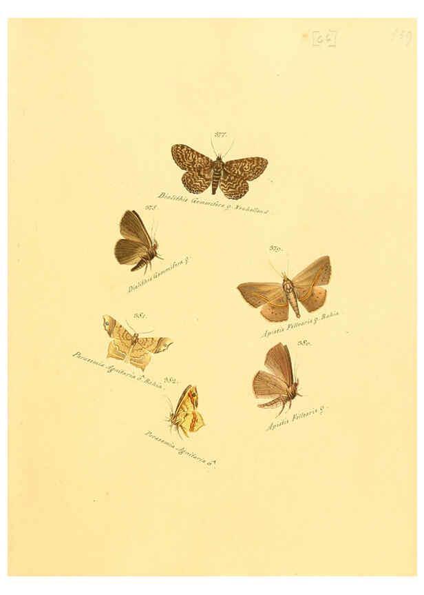 Reproducción/Reproduction 6105893435: Zuträge zur Sammlung exotischer Schmettlinge [sic] atlas Augsburg :bey dem Verfasser zu finden,1818-1837