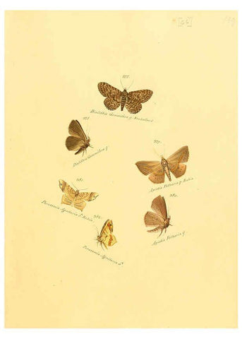 Reproducción/Reproduction 6105893435: Zuträge zur Sammlung exotischer Schmettlinge [sic] atlas Augsburg :bey dem Verfasser zu finden,1818-1837