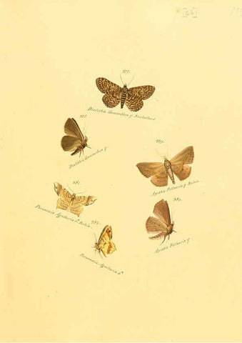 Reproducción/Reproduction 6105893435: Zuträge zur Sammlung exotischer Schmettlinge [sic] atlas Augsburg :bey dem Verfasser zu finden,1818-1837