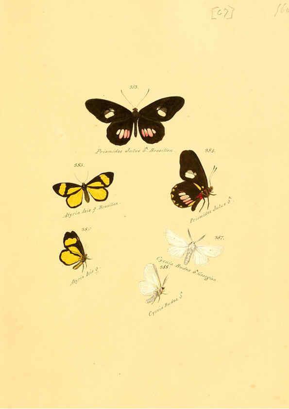 Reproducción/Reproduction 6105893707: Zuträge zur Sammlung exotischer Schmettlinge [sic] atlas Augsburg :bey dem Verfasser zu finden,1818-1837