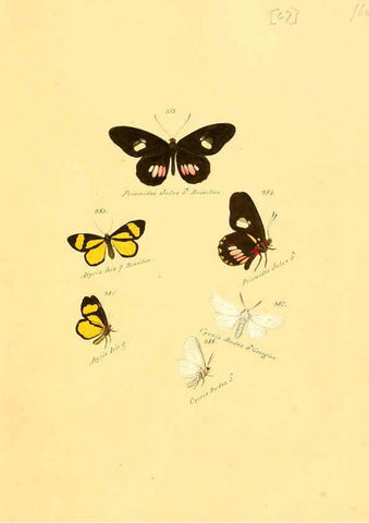 Reproducción/Reproduction 6105893707: Zuträge zur Sammlung exotischer Schmettlinge [sic] atlas Augsburg :bey dem Verfasser zu finden,1818-1837