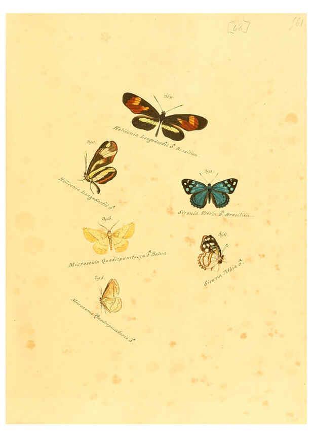 Reproducción/Reproduction 6105893933: Zuträge zur Sammlung exotischer Schmettlinge [sic] atlas Augsburg :bey dem Verfasser zu finden,1818-1837