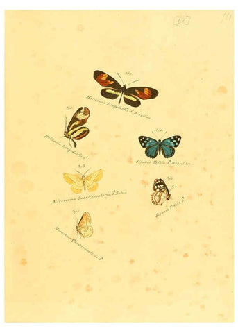 Reproducción/Reproduction 6105893933: Zuträge zur Sammlung exotischer Schmettlinge [sic] atlas Augsburg :bey dem Verfasser zu finden,1818-1837