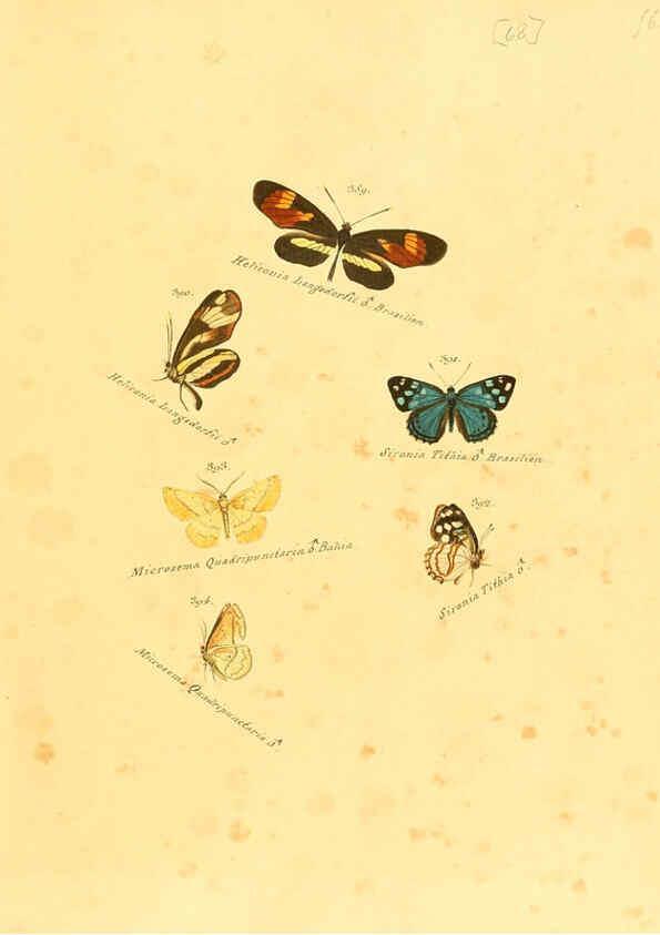 Reproducción/Reproduction 6105893933: Zuträge zur Sammlung exotischer Schmettlinge [sic] atlas Augsburg :bey dem Verfasser zu finden,1818-1837