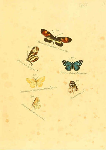 Reproducción/Reproduction 6105893933: Zuträge zur Sammlung exotischer Schmettlinge [sic] atlas Augsburg :bey dem Verfasser zu finden,1818-1837