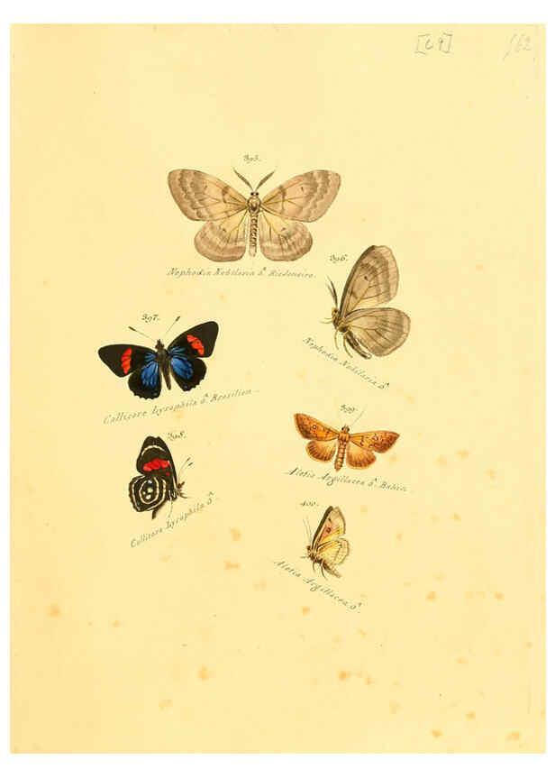 Reproducción/Reproduction 6106439422: Zuträge zur Sammlung exotischer Schmettlinge [sic] atlas Augsburg :bey dem Verfasser zu finden,1818-1837
