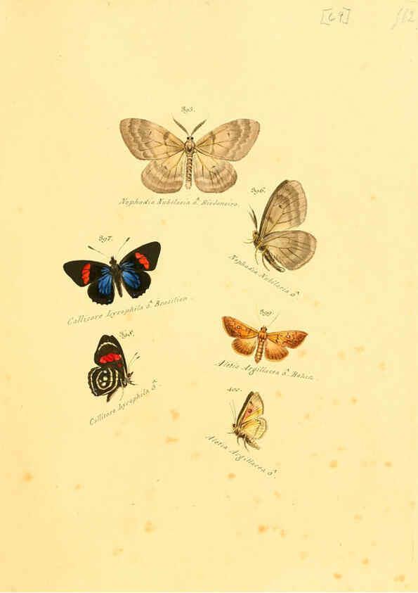 Reproducción/Reproduction 6106439422: Zuträge zur Sammlung exotischer Schmettlinge [sic] atlas Augsburg :bey dem Verfasser zu finden,1818-1837