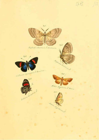 Reproducción/Reproduction 6106439422: Zuträge zur Sammlung exotischer Schmettlinge [sic] atlas Augsburg :bey dem Verfasser zu finden,1818-1837