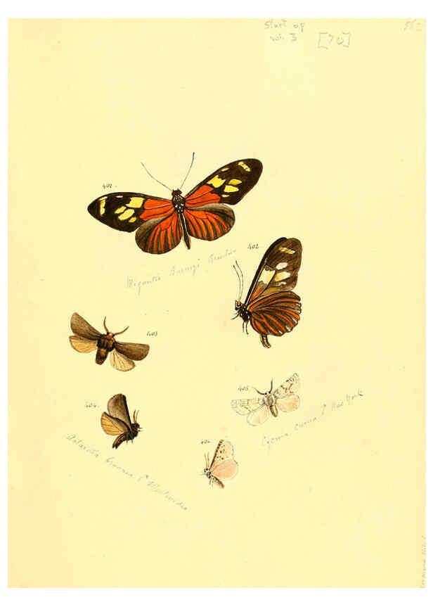 Reproducción/Reproduction 6106439728: Zuträge zur Sammlung exotischer Schmettlinge [sic] atlas Augsburg :bey dem Verfasser zu finden,1818-1837