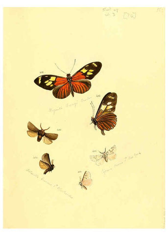 Reproducción/Reproduction 6106439728: Zuträge zur Sammlung exotischer Schmettlinge [sic] atlas Augsburg :bey dem Verfasser zu finden,1818-1837
