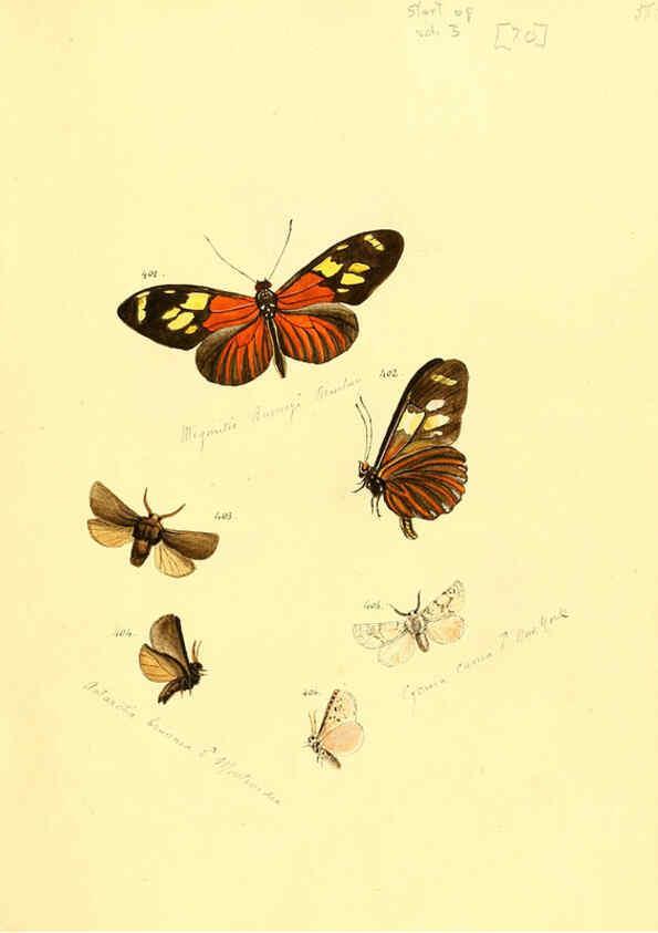Reproducción/Reproduction 6106439728: Zuträge zur Sammlung exotischer Schmettlinge [sic] atlas Augsburg :bey dem Verfasser zu finden,1818-1837