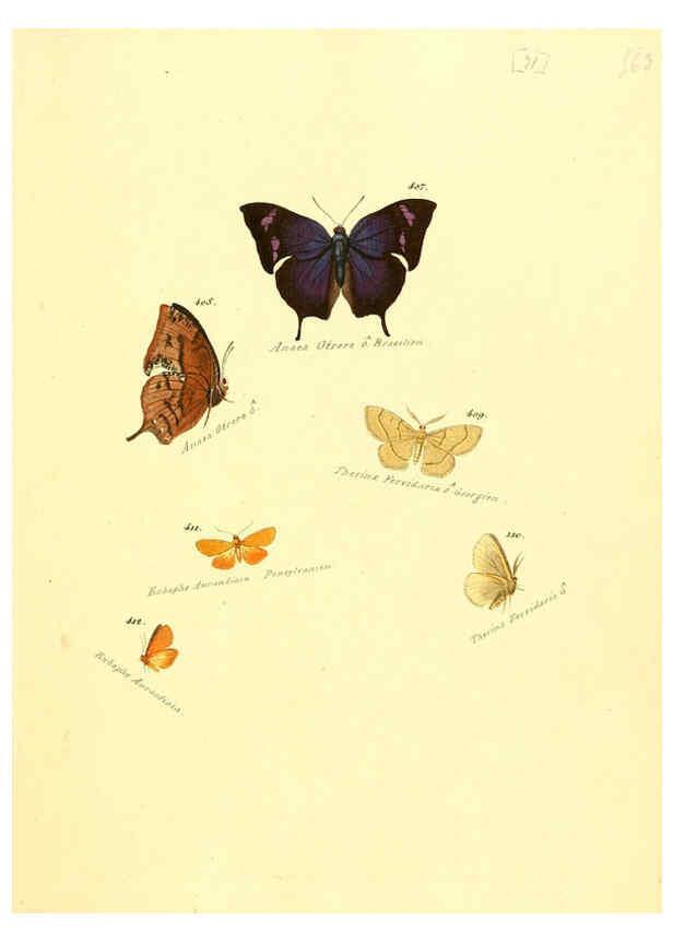 Reproducción/Reproduction 6105894609: Zuträge zur Sammlung exotischer Schmettlinge [sic] atlas Augsburg :bey dem Verfasser zu finden,1818-1837