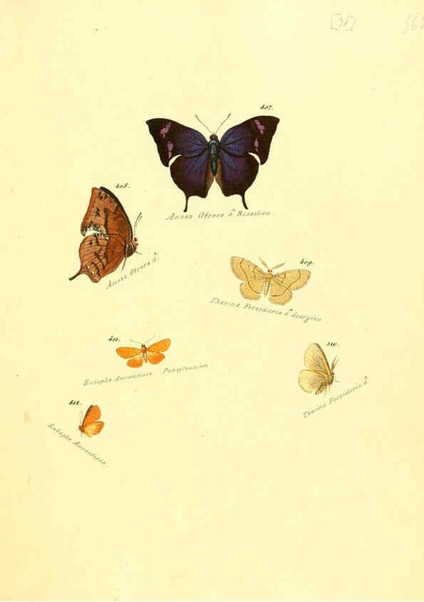 Reproducción/Reproduction 6105894609: Zuträge zur Sammlung exotischer Schmettlinge [sic] atlas Augsburg :bey dem Verfasser zu finden,1818-1837