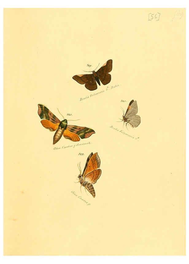 Reproducción/Reproduction 6106338720: Zuträge zur Sammlung exotischer Schmettlinge [sic] atlas Augsburg :bey dem Verfasser zu finden,1818-1837