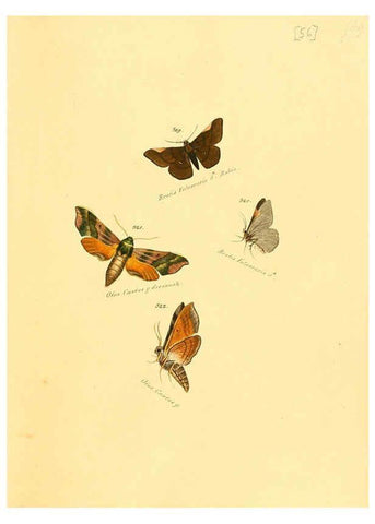 Reproducción/Reproduction 6106338720: Zuträge zur Sammlung exotischer Schmettlinge [sic] atlas Augsburg :bey dem Verfasser zu finden,1818-1837