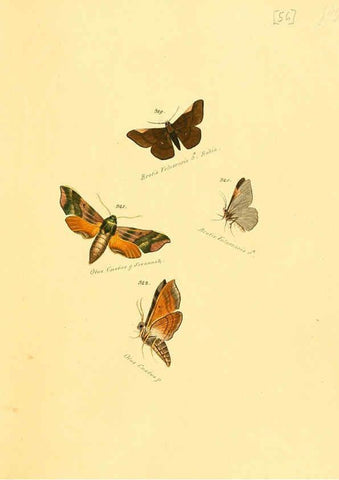 Reproducción/Reproduction 6106338720: Zuträge zur Sammlung exotischer Schmettlinge [sic] atlas Augsburg :bey dem Verfasser zu finden,1818-1837