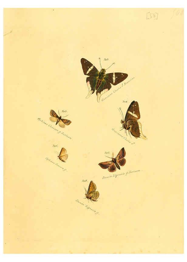 Reproducción/Reproduction 6105793845: Zuträge zur Sammlung exotischer Schmettlinge [sic] atlas Augsburg :bey dem Verfasser zu finden,1818-1837