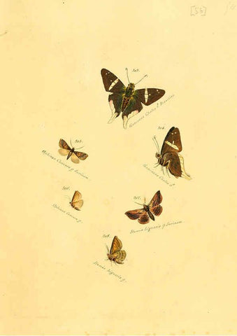 Reproducción/Reproduction 6105793845: Zuträge zur Sammlung exotischer Schmettlinge [sic] atlas Augsburg :bey dem Verfasser zu finden,1818-1837