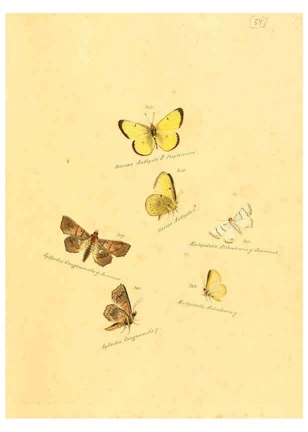 Reproducción/Reproduction 6106337792: Zuträge zur Sammlung exotischer Schmettlinge [sic] atlas Augsburg :bey dem Verfasser zu finden,1818-1837