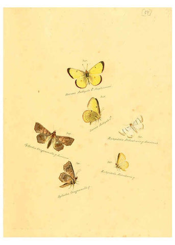 Reproducción/Reproduction 6106337792: Zuträge zur Sammlung exotischer Schmettlinge [sic] atlas Augsburg :bey dem Verfasser zu finden,1818-1837