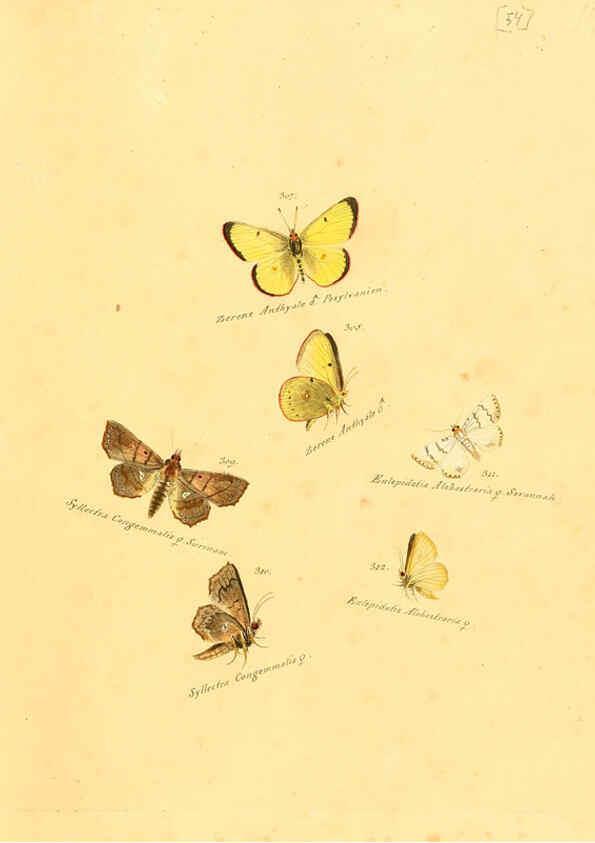 Reproducción/Reproduction 6106337792: Zuträge zur Sammlung exotischer Schmettlinge [sic] atlas Augsburg :bey dem Verfasser zu finden,1818-1837