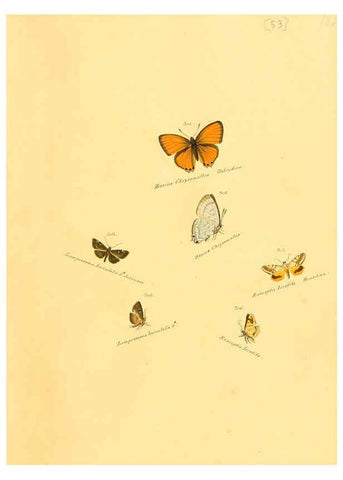 Reproducción/Reproduction 6105793123: Zuträge zur Sammlung exotischer Schmettlinge [sic] atlas Augsburg :bey dem Verfasser zu finden,1818-1837
