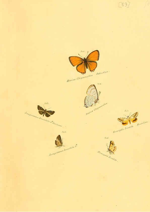 Reproducción/Reproduction 6105793123: Zuträge zur Sammlung exotischer Schmettlinge [sic] atlas Augsburg :bey dem Verfasser zu finden,1818-1837