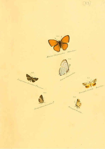 Reproducción/Reproduction 6105793123: Zuträge zur Sammlung exotischer Schmettlinge [sic] atlas Augsburg :bey dem Verfasser zu finden,1818-1837