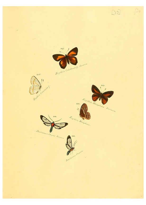 Reproducción/Reproduction 6105788781: Zuträge zur Sammlung exotischer Schmettlinge [sic] atlas Augsburg :bey dem Verfasser zu finden,1818-1837